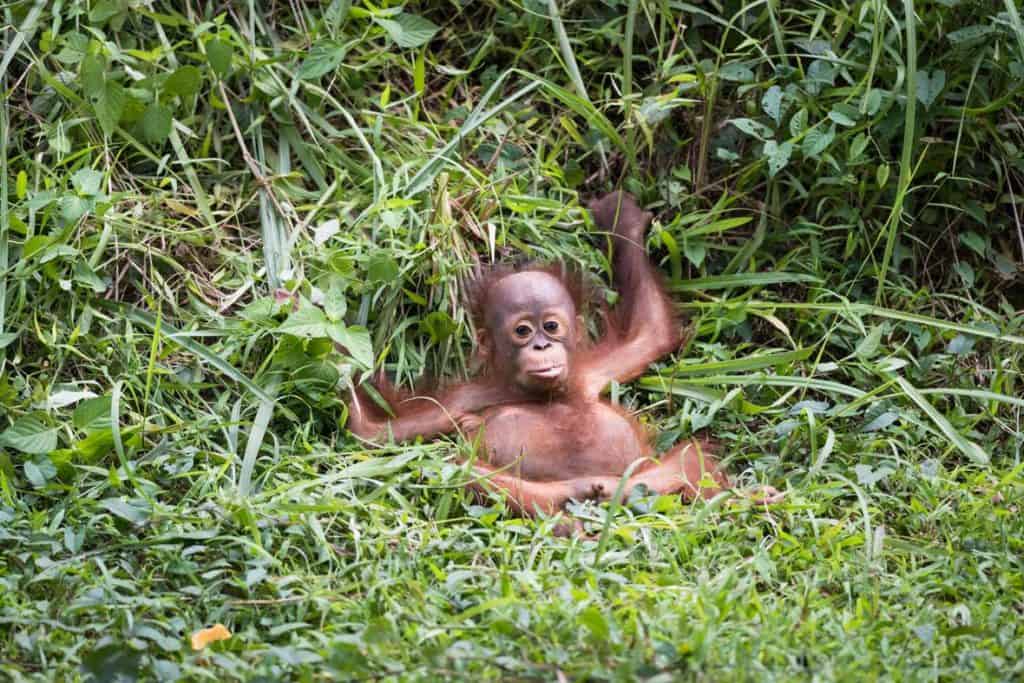 S.O.S: ÓLEO DE PALMA RISCOS PARA A VIDA ANIMAL E FLORESTAL