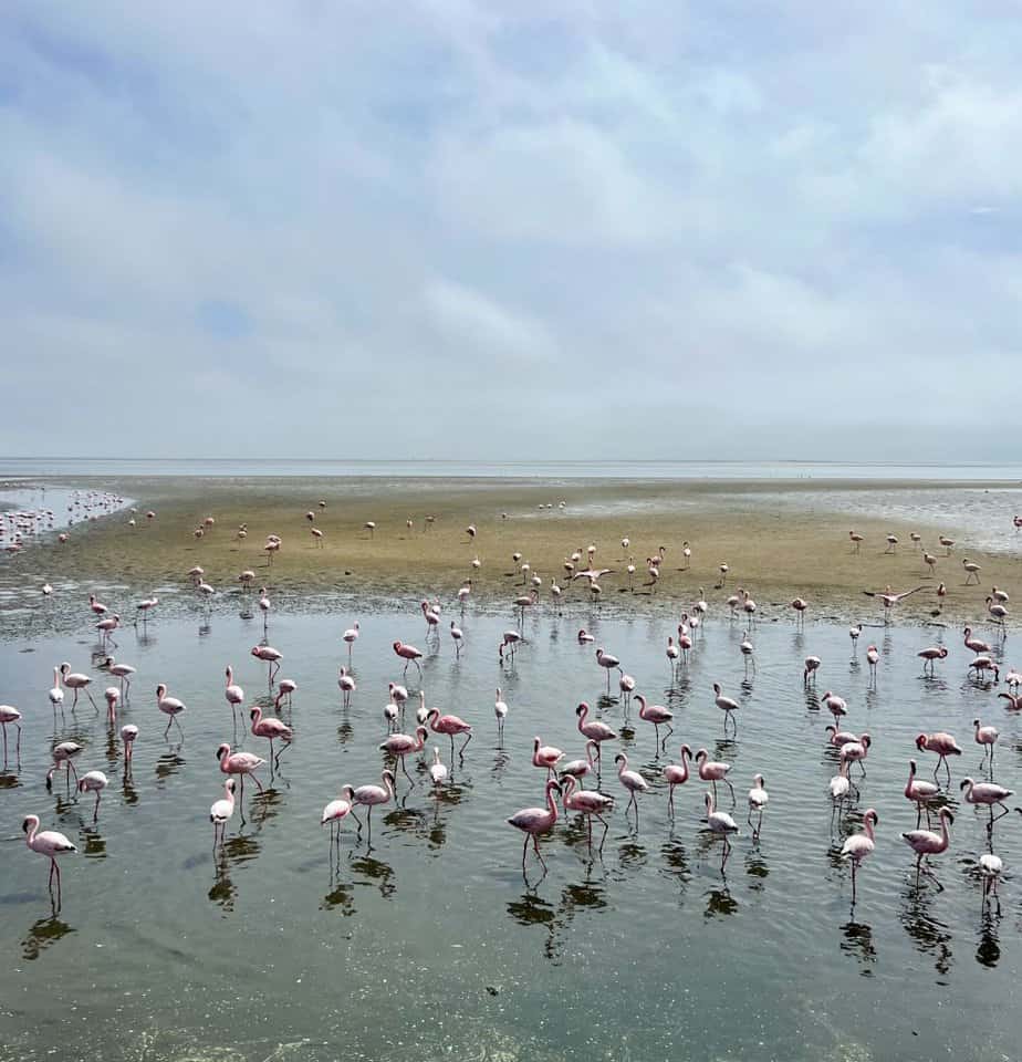 10 EXPERIÊNCIAS A NÃO PERDER NA NAMÍBIA - Walvis Bay