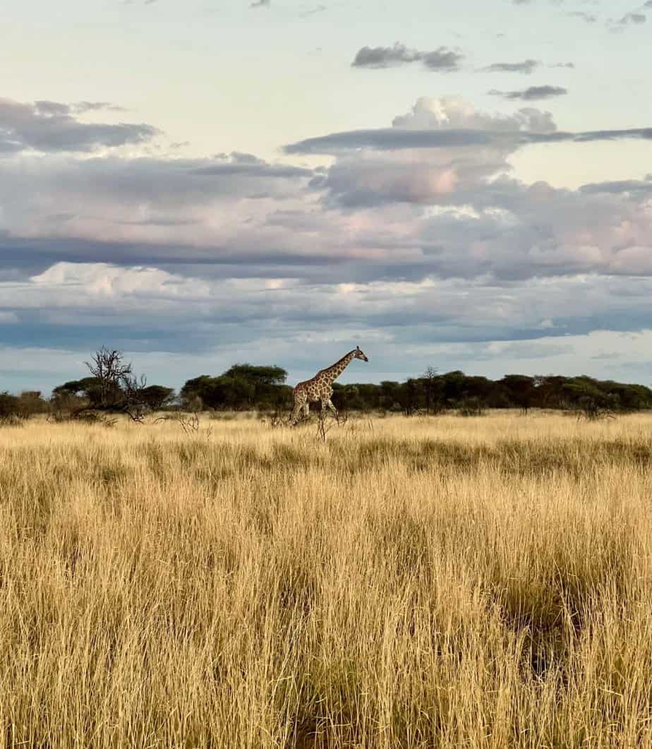 10 EXPERIÊNCIAS A NÃO PERDER NA NAMÍBIA - Safari Windhoek